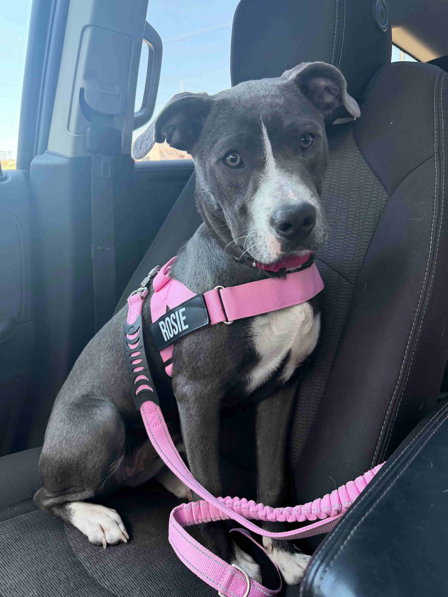 Rosie the rescue dog wearing a pink Dog Friendly Co. harness in the car, ready for an adventure.